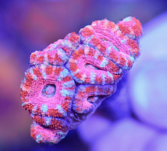 WYSIWYG True Pink Rainbow Acan 2.5" (WOW!)