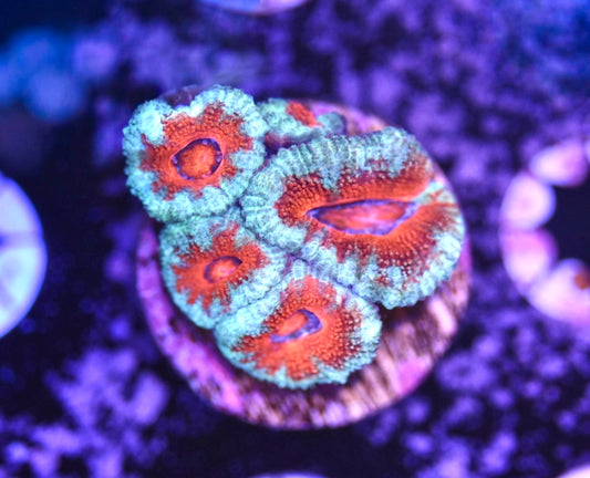 WYSIWYG Rainbow Acan 1.5"