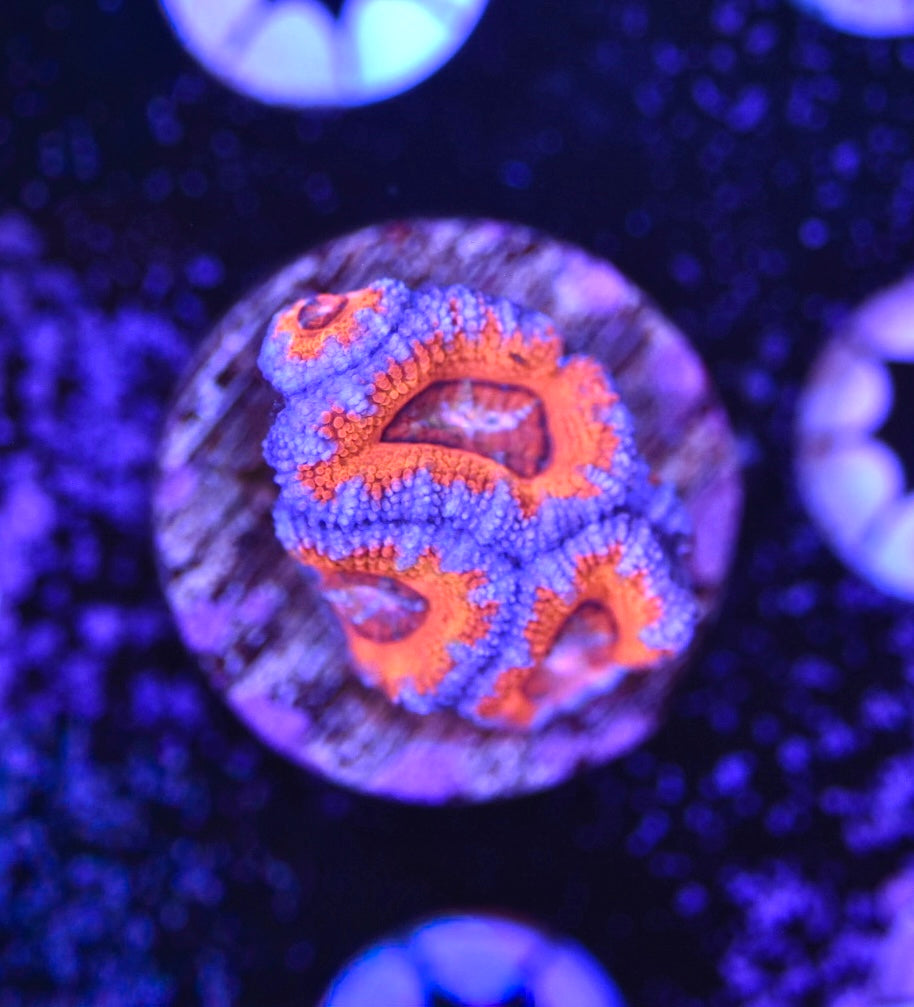 WYSIWYG Rainbow Acan 1.5"