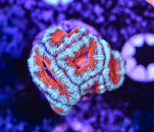 WYSIWYG Rainbow Acan 1.5"