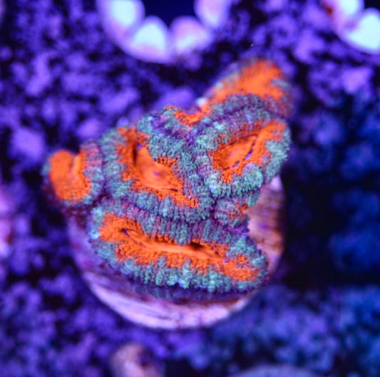 WYSIWYG Rainbow Acan 1.5"