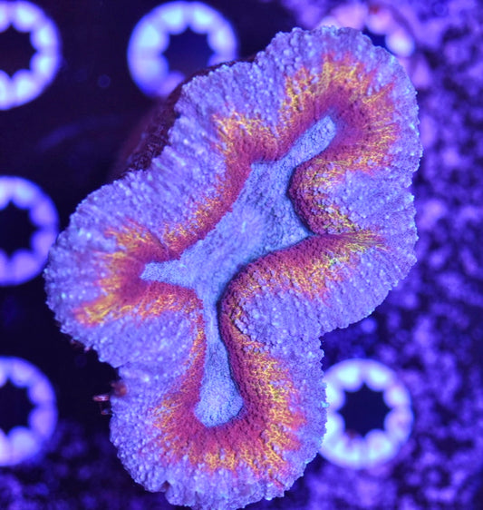 WYSIWYG Ultra Rainbow Lobophyllia 4"