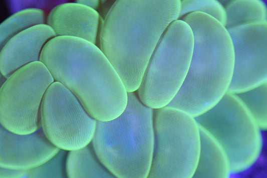 WYSIWYG Green Bubble Coral 4"