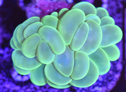 WYSIWYG Green Bubble Coral 4"