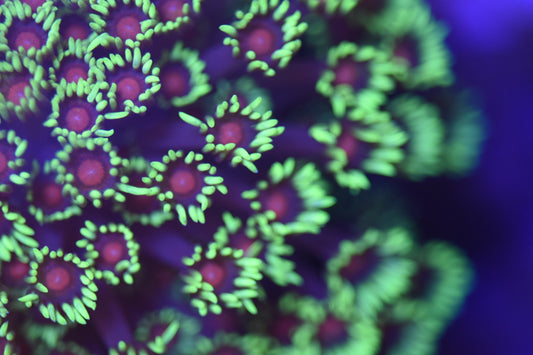 WYSIWYG XXL Blood Diamond Rainbow Goniopora Colony 4.5" (CRAZY!)