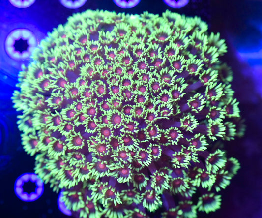 WYSIWYG XXL Blood Diamond Rainbow Goniopora Colony 4.5" (CRAZY!)