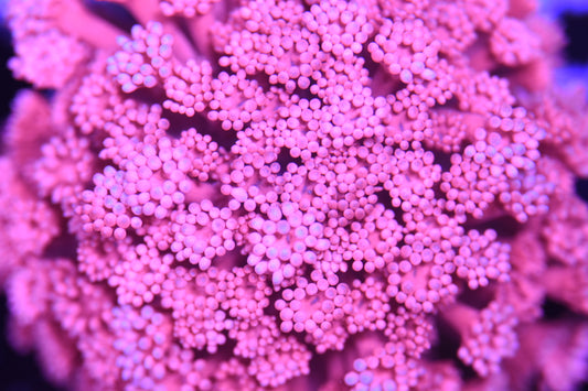 WYSIWYG True PINK Goniopora Colony 3.5" (CRAZY!)