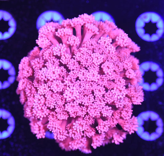WYSIWYG True PINK Goniopora Colony 3.5" (CRAZY!)