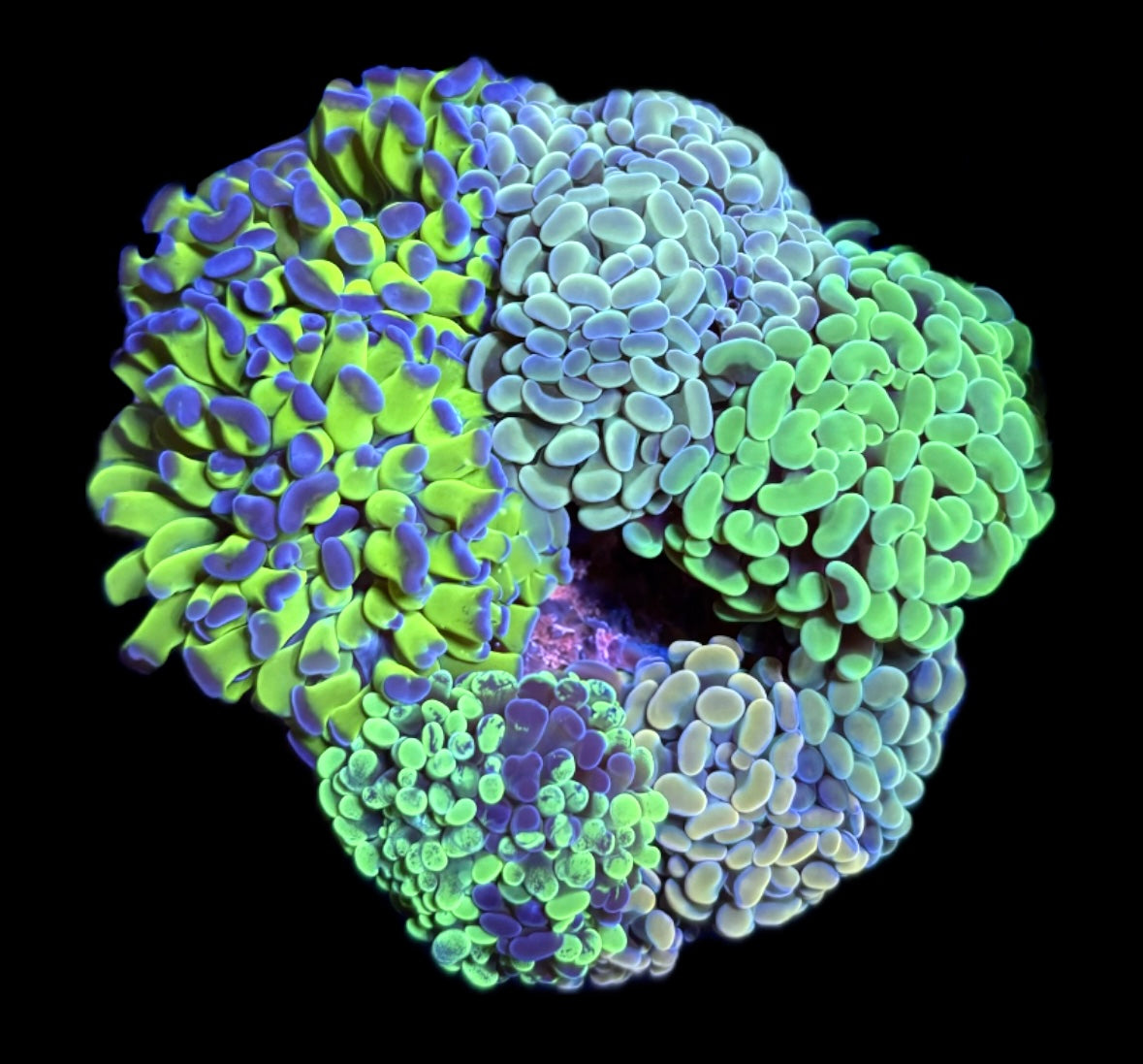 WYSIWYG Mixed Hammer Colony 4.5" (WOW!)