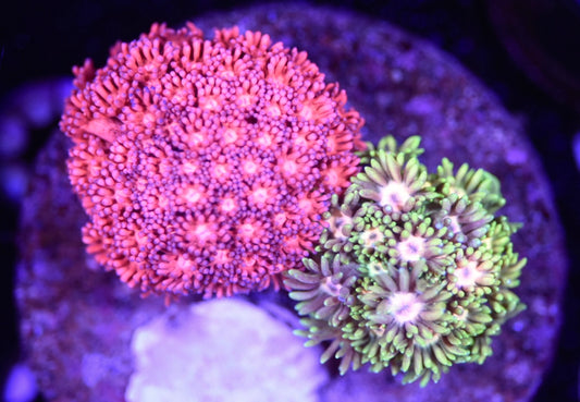 WYSIWYG Mixed Goniopora Mini Colony 3"