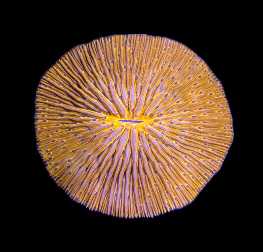 WYSIWYG XL Orange Fungia Plate 3.5"