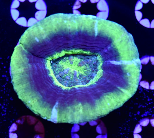 WYSIWYG UFO Scolymia 3" (PERFECT!)