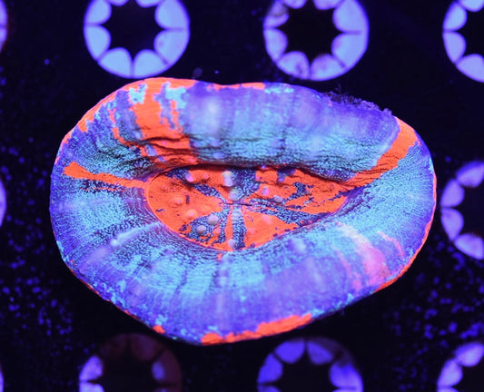 WYSIWYG Glitter Warpaint Scolymia 3" (CRAZY!)