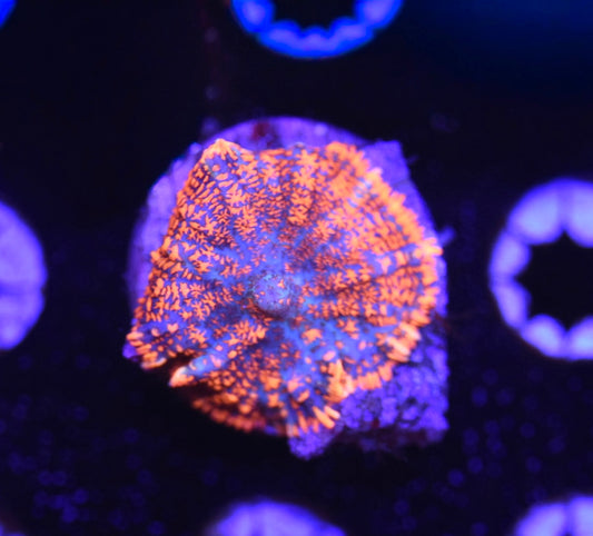 WYSIWYG Bullseye Rhodactis Mushroom 1.5"