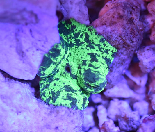 WYSIWYG Kryptonite Jawbreaker Mushroom 1" (WOW!)