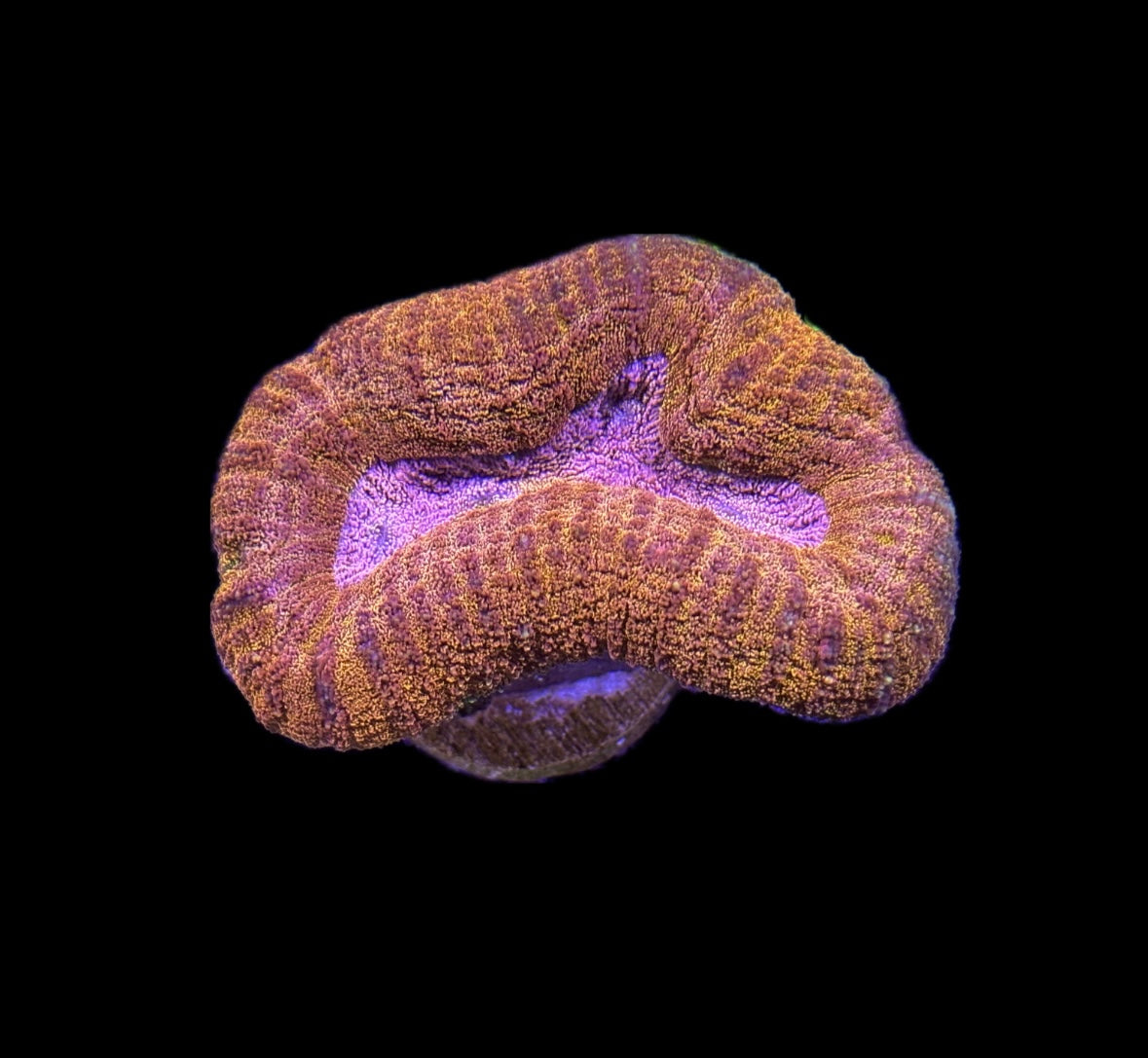 WYSIWYG Gold and Pink Lobophyllia 3"