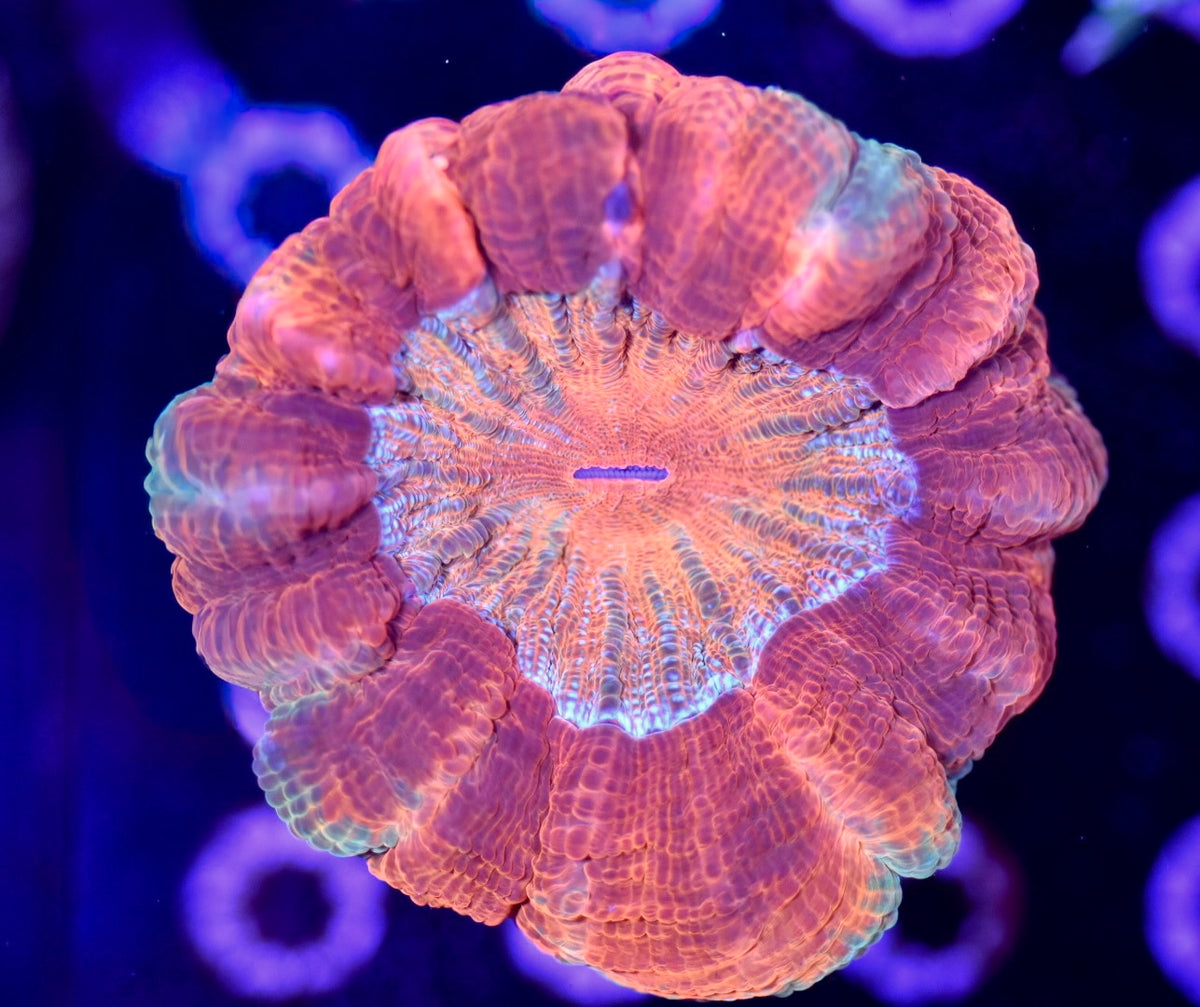 WYSIWYG Ultra Rainbow Acanthophyllia 4" (UNIQUE!)