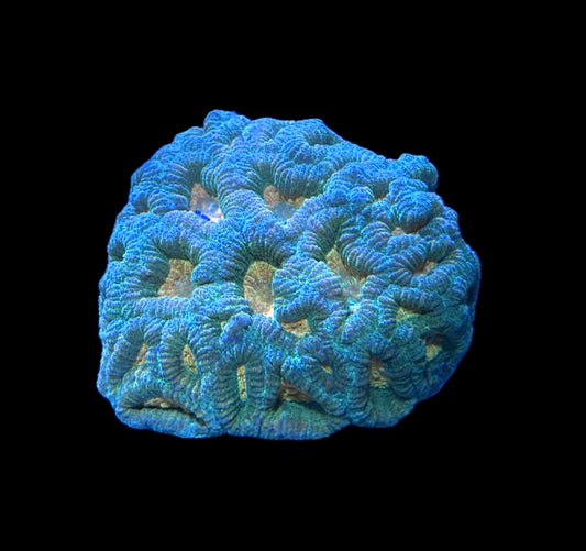 WYSIWYG Large Polyp Acan Colony 3.5" (WOW!)