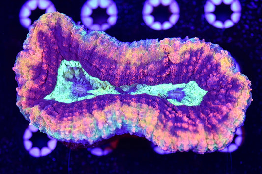 WYSIWYG Master Rainbow Symphyllia 4" (CRAZY!)