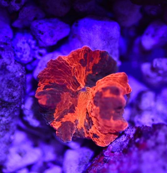 WYSIWYG Deadpool Jawbreaker Mushroom 1" (THREE COLOR!)