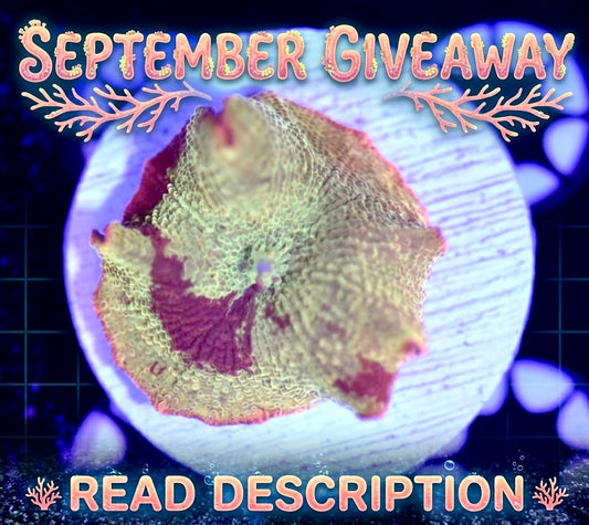 WYSIWYG GHI CORALS SEPTEMBER GIVEAWAY! DETAILS IN CAPTION!
