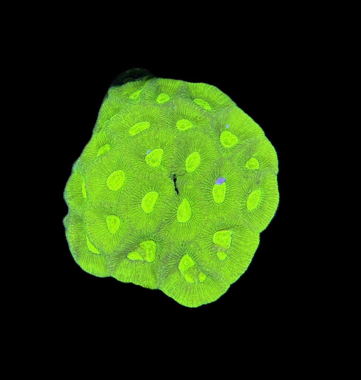 WYSIWYG Neon Green Sour Apple Goniastrea Coral Colony 3.5"