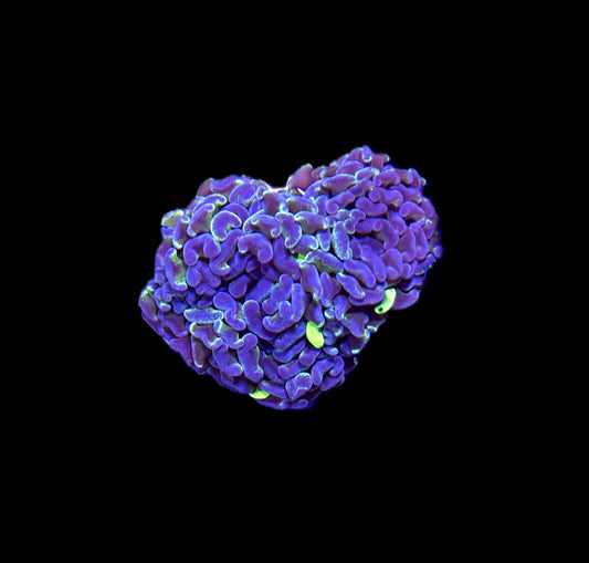 WYSIWYG Purple Splatter Hammer Coral 3"