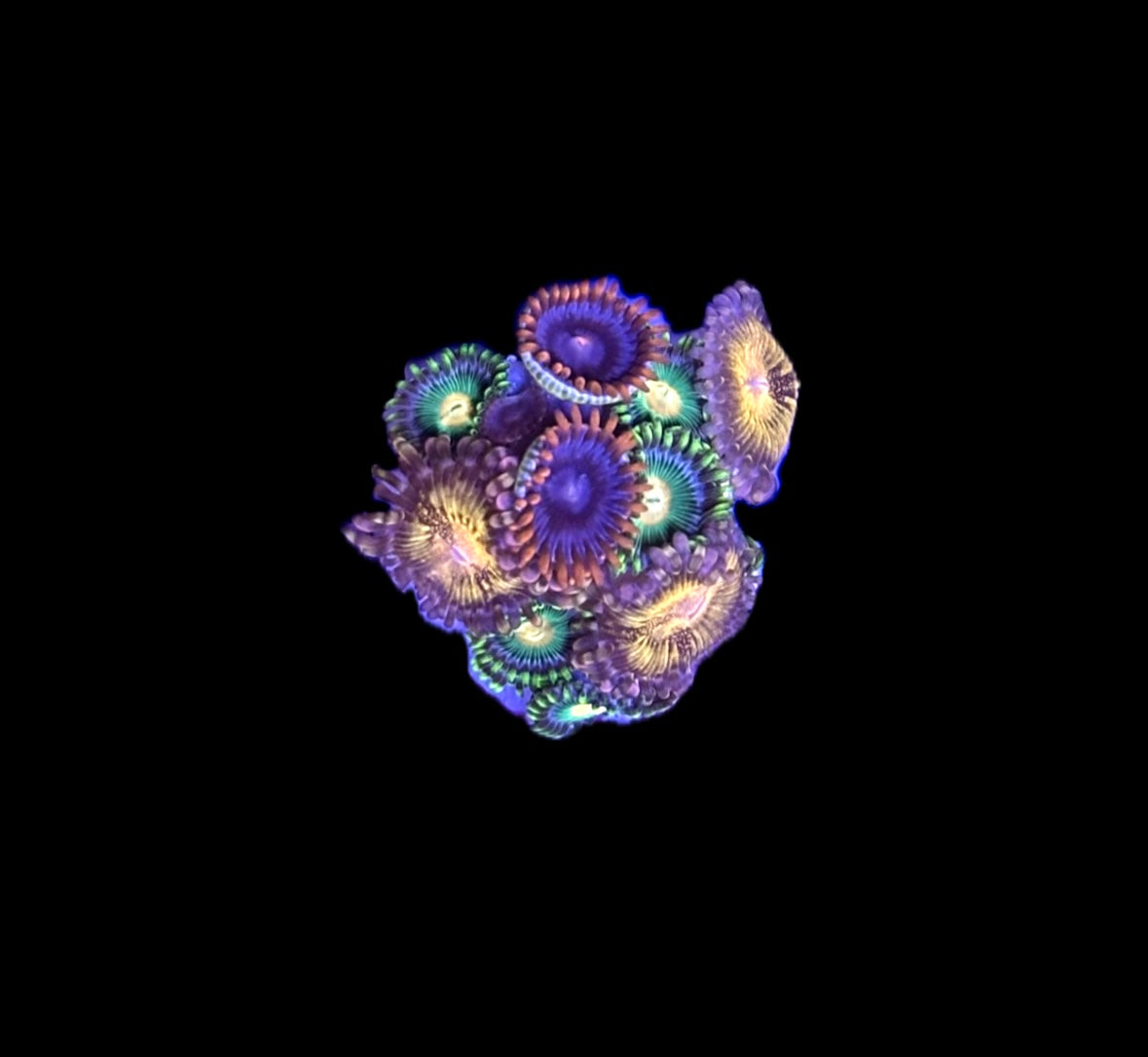 WYSIWYG Zoa Combo Frag