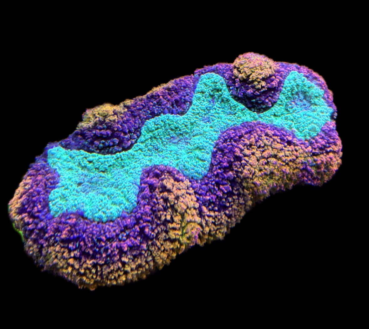 WYSIWYG Incredible Rainbow Lobophyllia 6" (INSANE!)