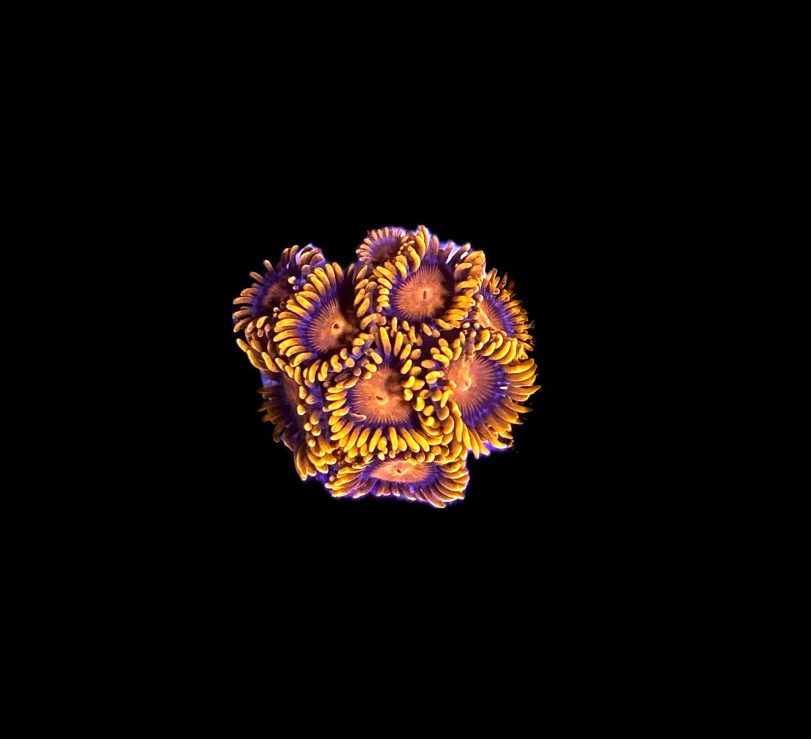 WYSIWYG Orange Bam Bam Zoanthid Frag