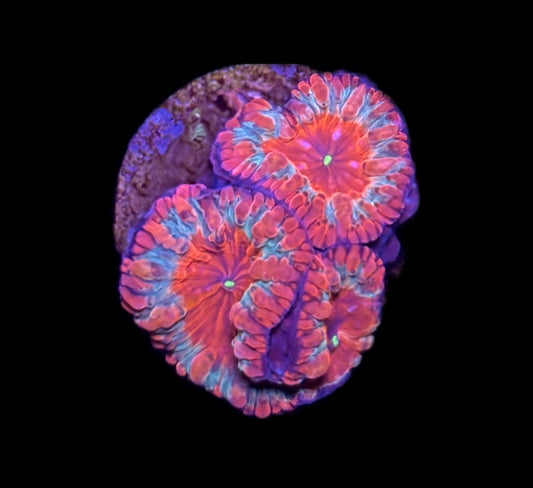 WYSIWYG Ultra Rainbow Blastomussa 1"