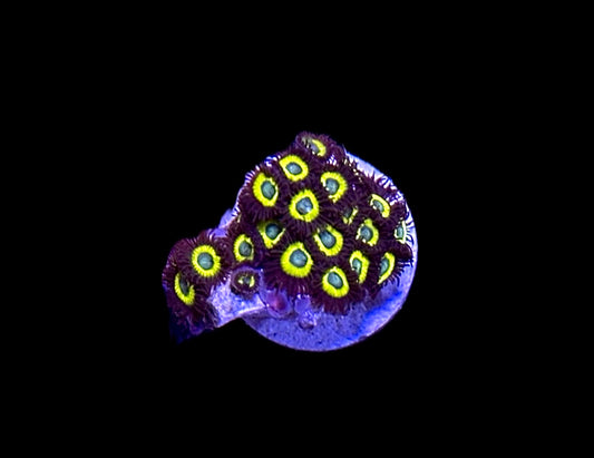 WYSIWYG Black Bella Zoanthid Frag