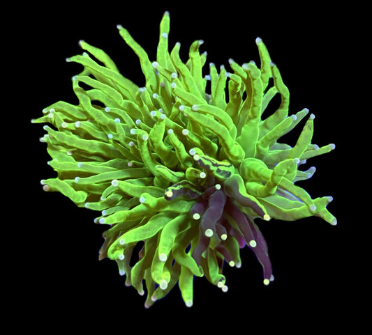 WYSIWYG Naturally Grafted Holy Grail Torch 3.5" (ONE OF A KIND!)