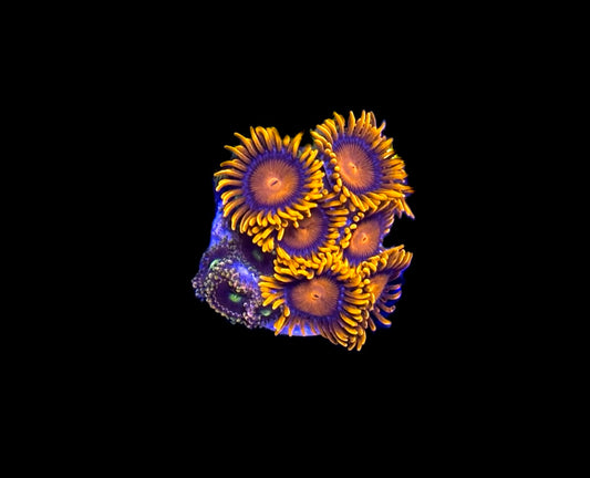 WYSIWYG Zoa Combo Frag