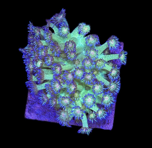 WYSIWYG XL Glitter Goniopora Colony 3.5" (WOW!)