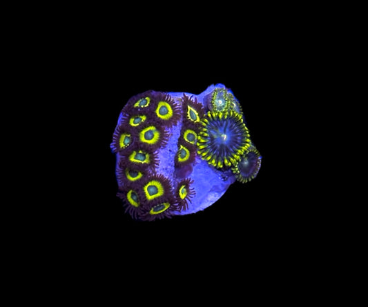 WYSIWYG Zoa Combo Frag