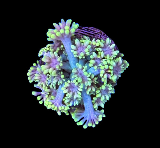 WYSIWYG Rainbow Goniopora 1"