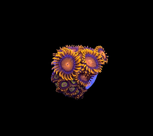 WYSIWYG Zoa Combo Frag