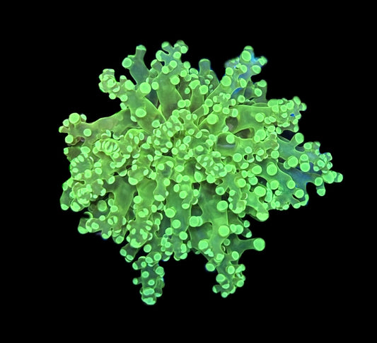 WYSIWYG Neon Green Frogspawn 2.5"
