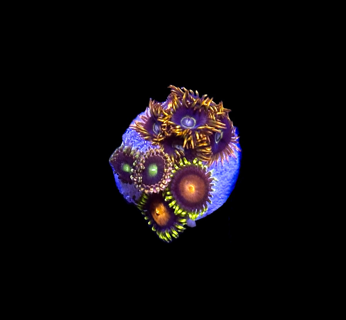 WYSIWYG Zoa Combo Frag