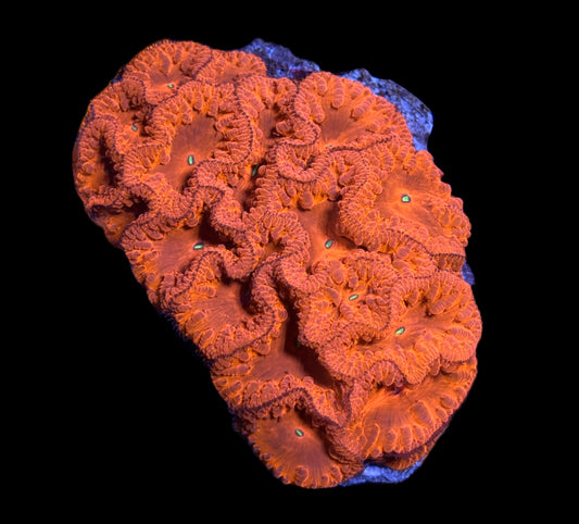 WYSIWYG Ruby Red Blastomussa Colony 3.5"
