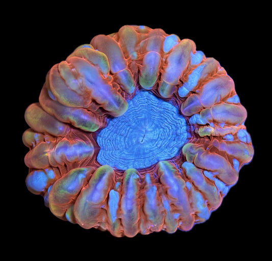 WYSIWYG Ultra Rainbow Cynarina 4" (INSANE!)