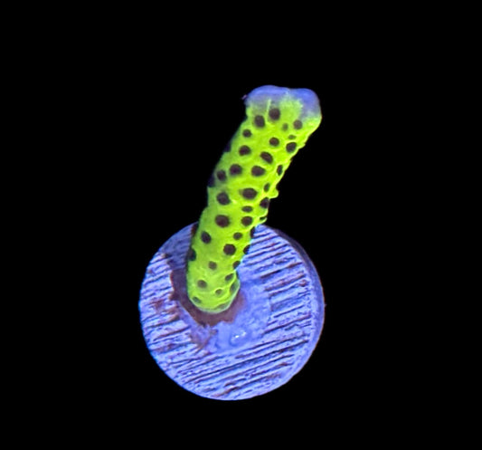 WYSIWYG Slimeball Montipora 1"
