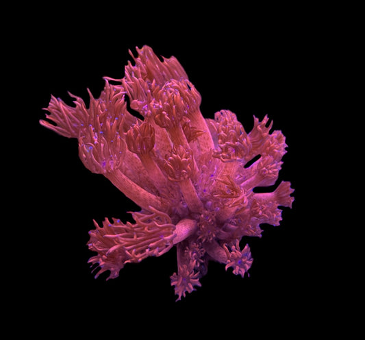 WYSIWYG XL Red Splatter Goniopora 2"