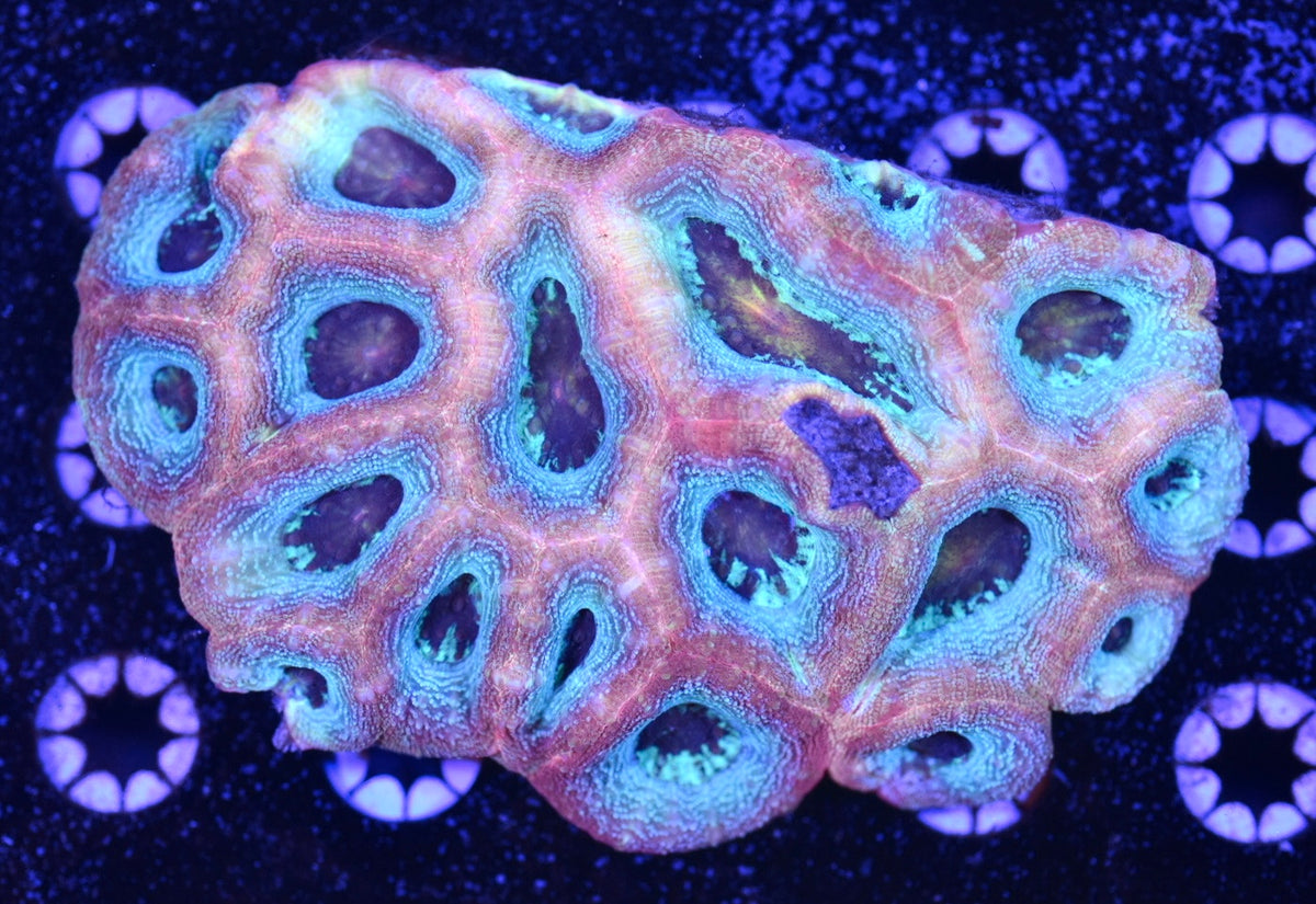 WYSIWYG Aquaman Glitter Bowerbanki Colony 5.5" (WOW!)