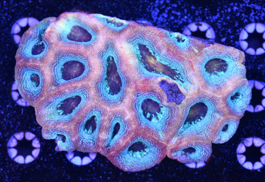WYSIWYG Aquaman Glitter Bowerbanki Colony 5.5" (WOW!)