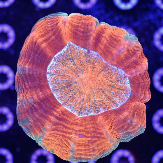 WYSIWYG Ultra Rainbow Acanthophyllia 4" (UNIQUE!)