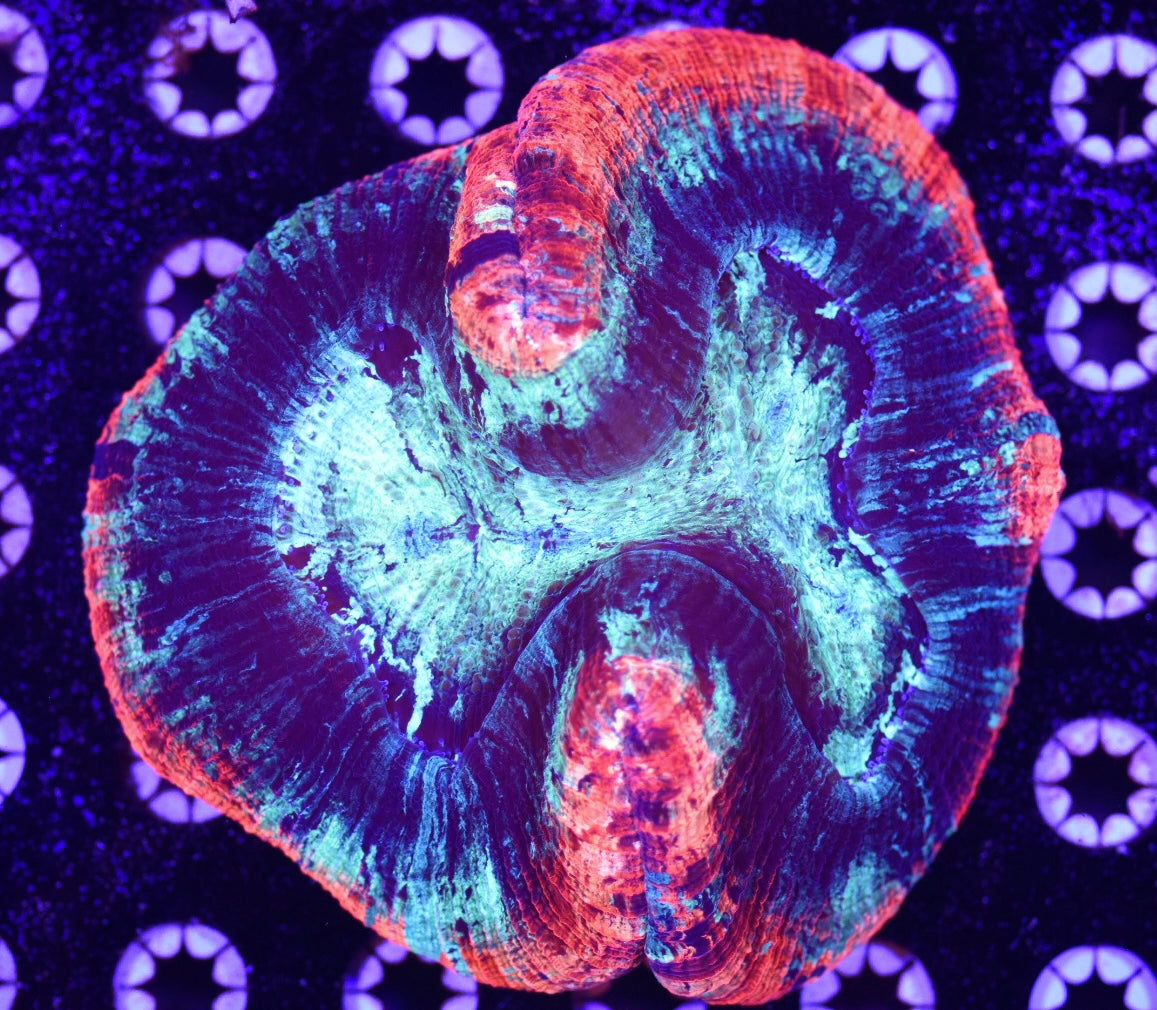 WYSIWYG Ultra Rainbow Trachyphyllia 5.5" (WOW!)