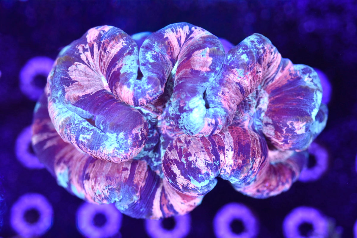 WYSIWYG TRUE PINK Rainbow Trachyphyllia 5" (RARE!)