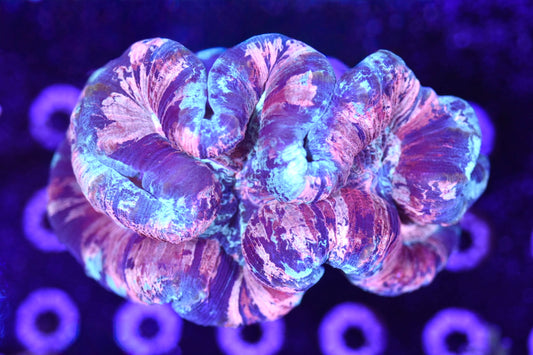 WYSIWYG TRUE PINK Rainbow Trachyphyllia 5" (RARE!)